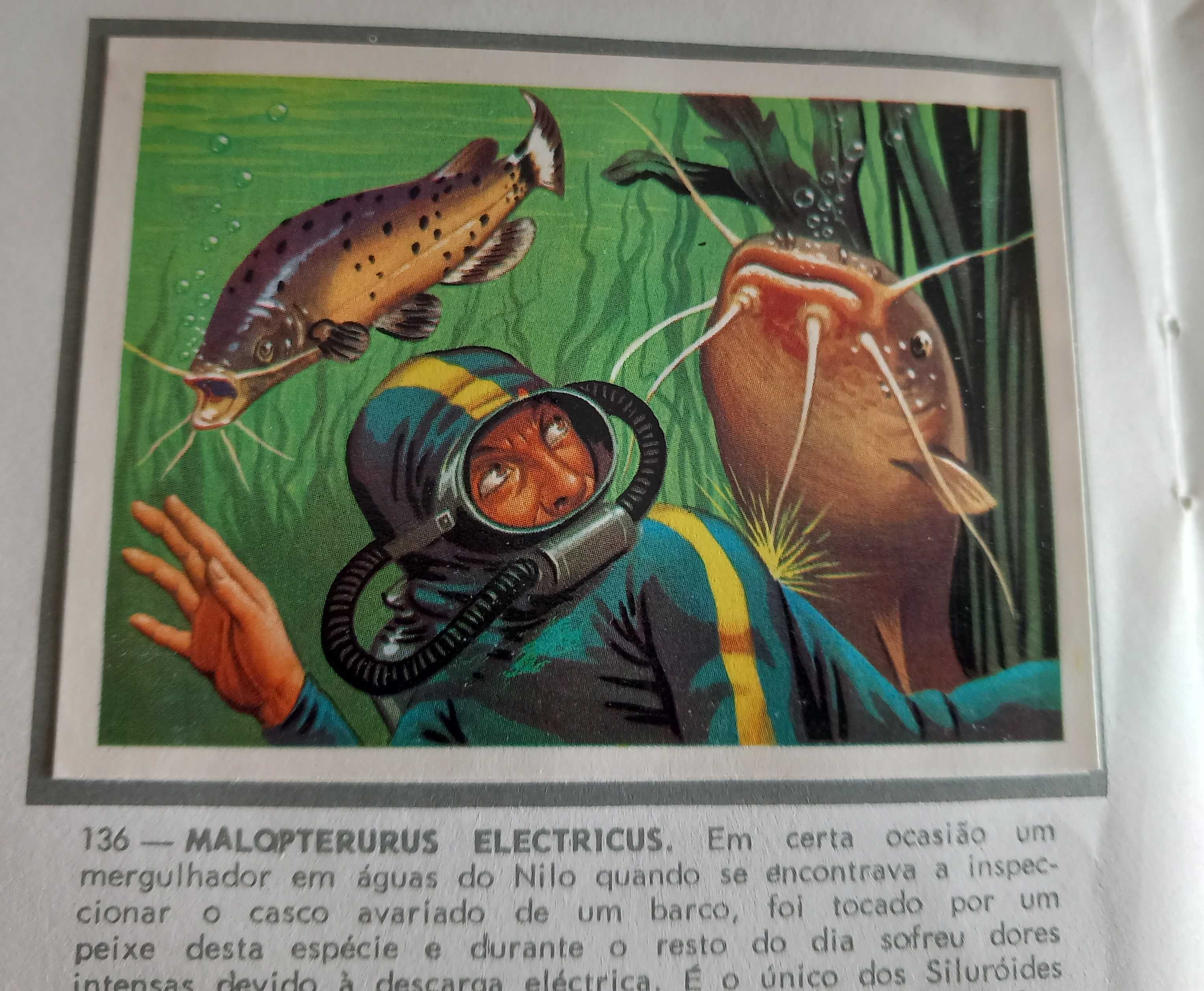 Caderneta de cromos completa Panorama Zoológico