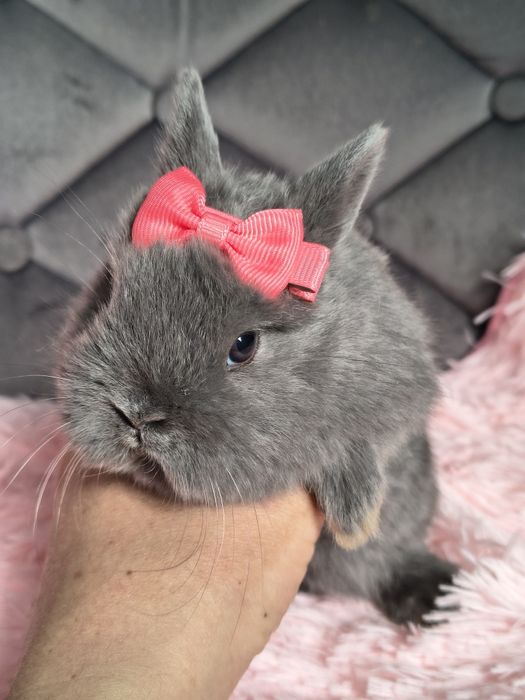 Króliki miniaturki karzełek niderlandzki