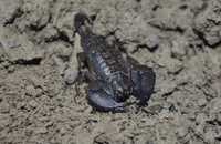 Скорпион  Liocheles australasiae Indonesia