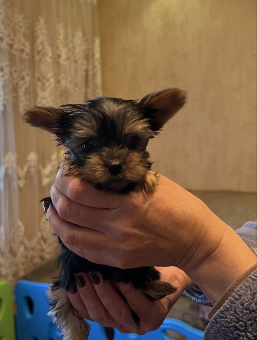 Готові до бронювання малюки йоркширського тер’єра!