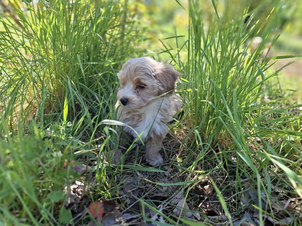 Maltipoo szczeniak