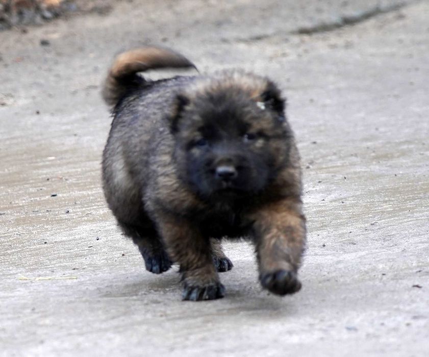 Цуценята кавказьких вівчарок