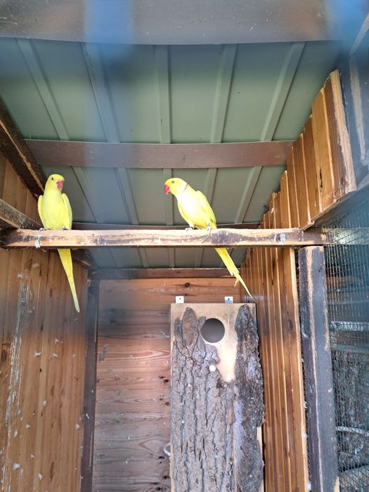 Papugi Aleksandretty