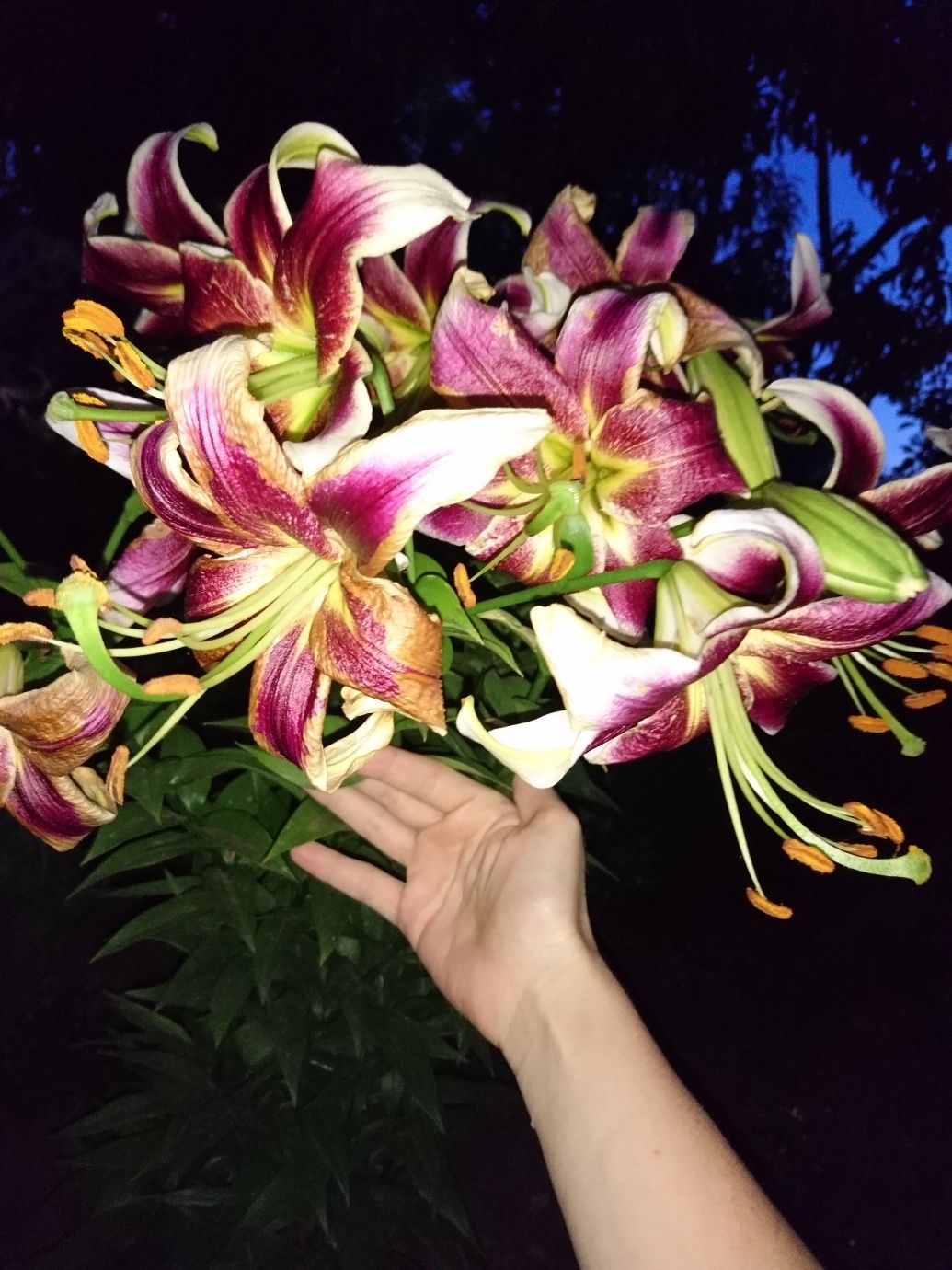 Лилия Candy Clab (гигантский цветок )