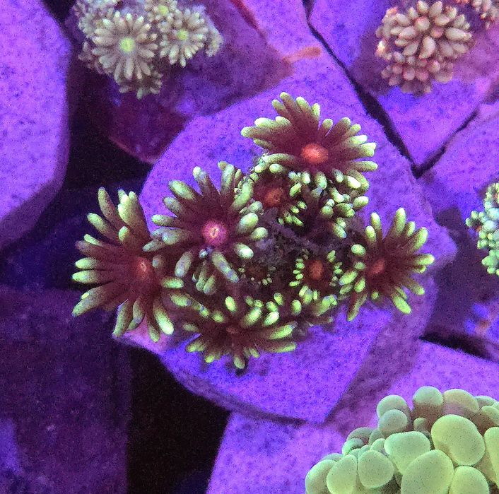 Mega Ciekawa Goniopora Flower Redpoint Frag FLUOLAMPS WYSYLKI