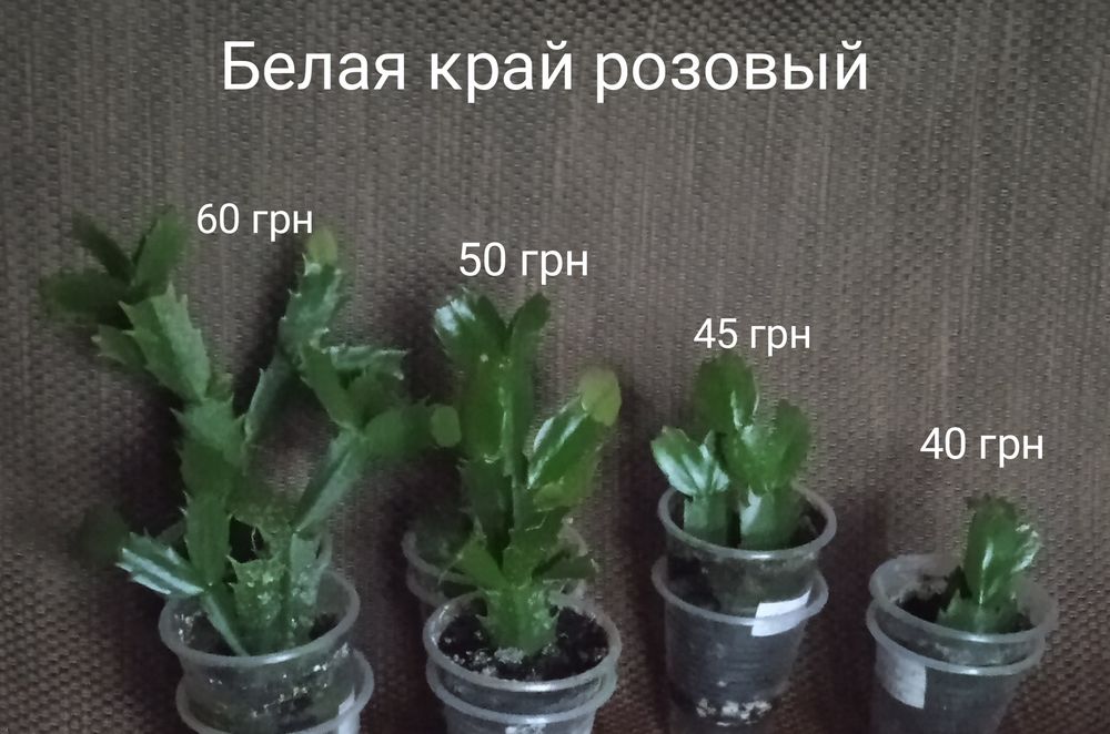 5 сортов укорененных сигментов Шлюмбергеры, декабриста.