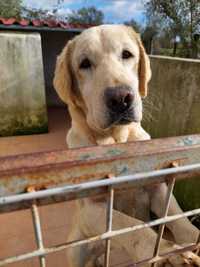 Labrador Retriever branca fèmea adulta