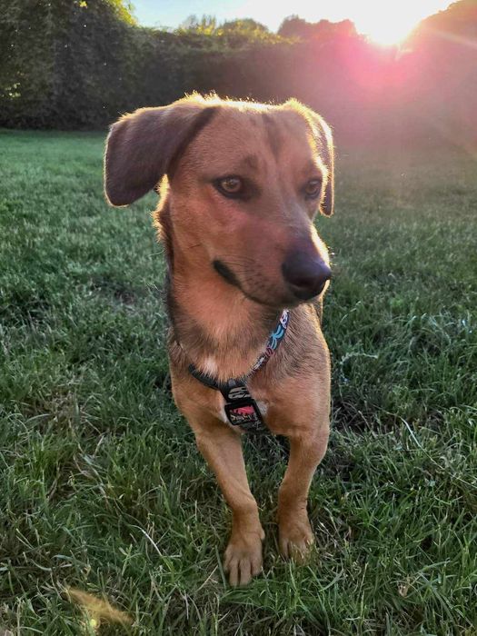 Młoda cudowna sunia kochająca ludzi szuka PILNIE dobrego domku