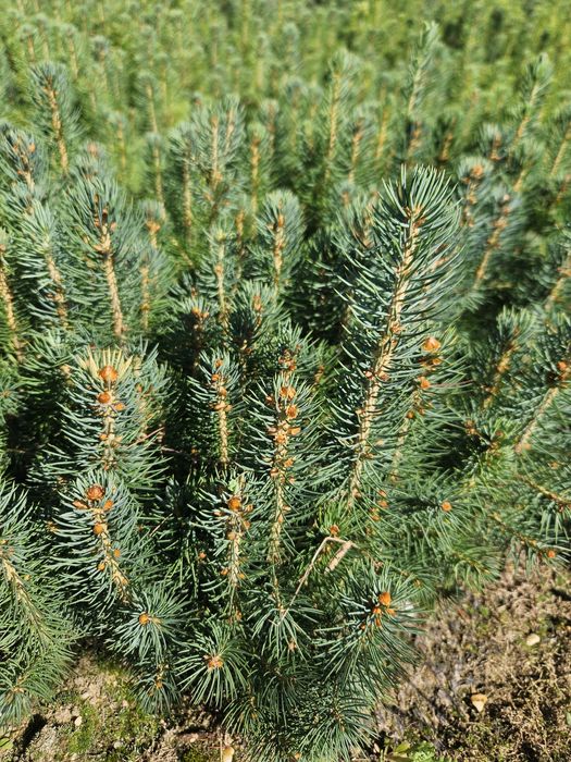 Świerk srebrny - 2,5 letni