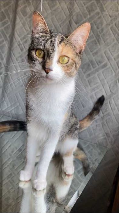 ESTERILIZADA | Gata juvenil e meiga disponível para adoção responsável