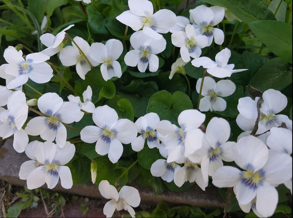 Седум чи Очиток ВИДНИЙ- багaторічник фіалка