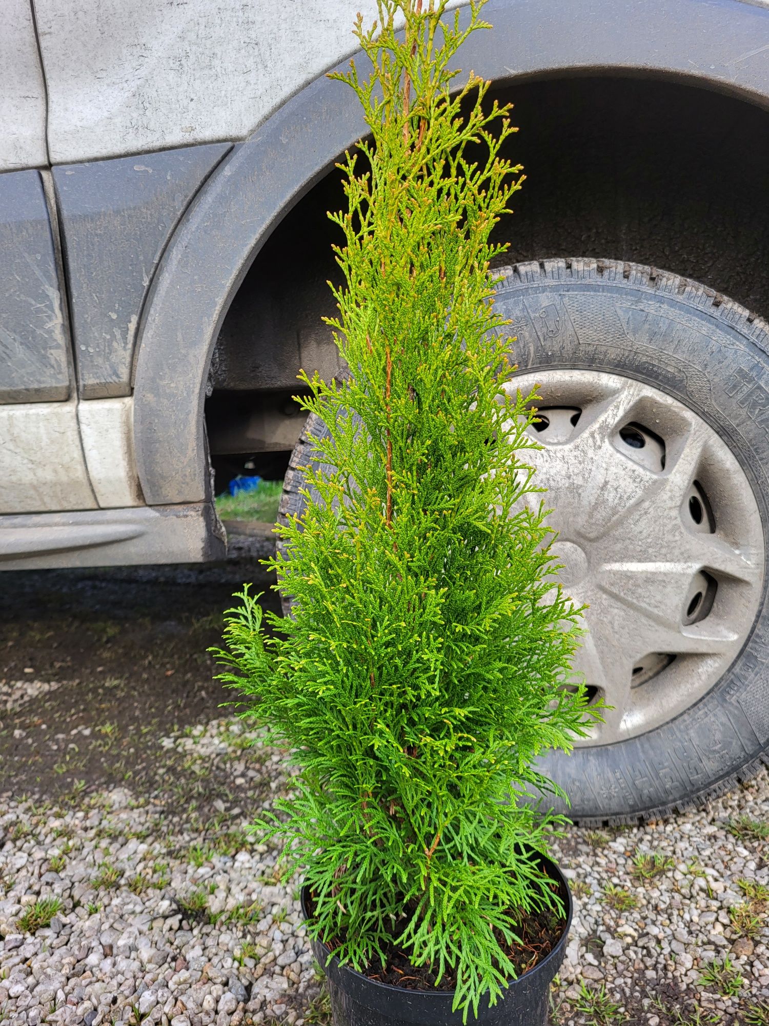 Tuje szmaragd 60-70cm, tuja szmaragd PROMOCJA