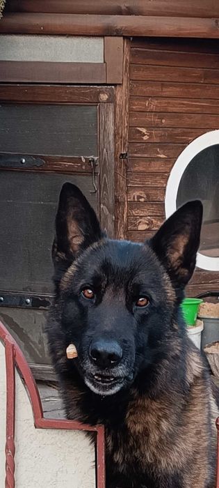 Кобель німецької вівчарки для нареченої, для в'язки