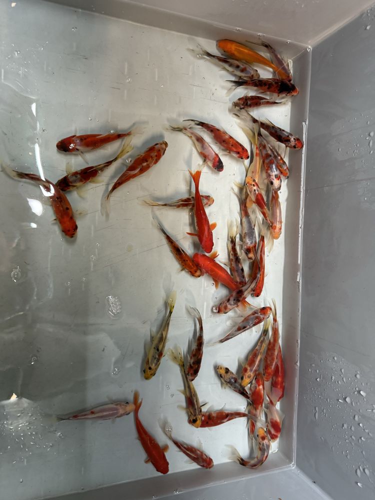 Karp koi ryby kolorowe karasie do oczka stawu narybek
