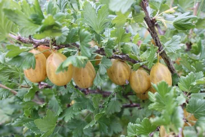 Planta de uva crispa - variedade selecionana «Solemio»