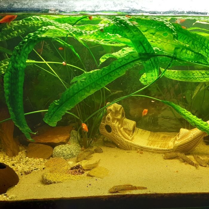 Glonojady 10-13 cm okazja