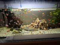 Tetra ,danio i inne
