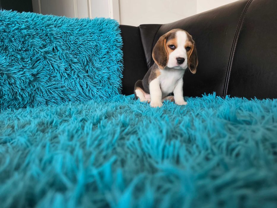 BEAGLE-mniejsza w typie suczka ,po champ.