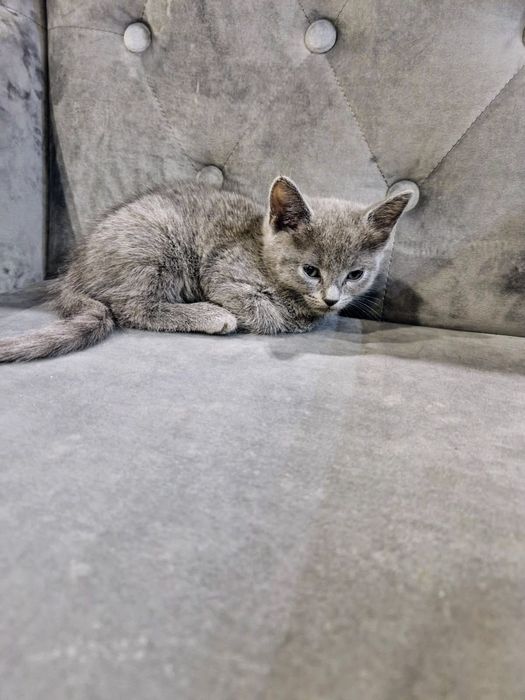 Kocurek rosyjski niebieski