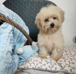Maltipoo malutki chłopiec Warszawa maltańczyk pudel