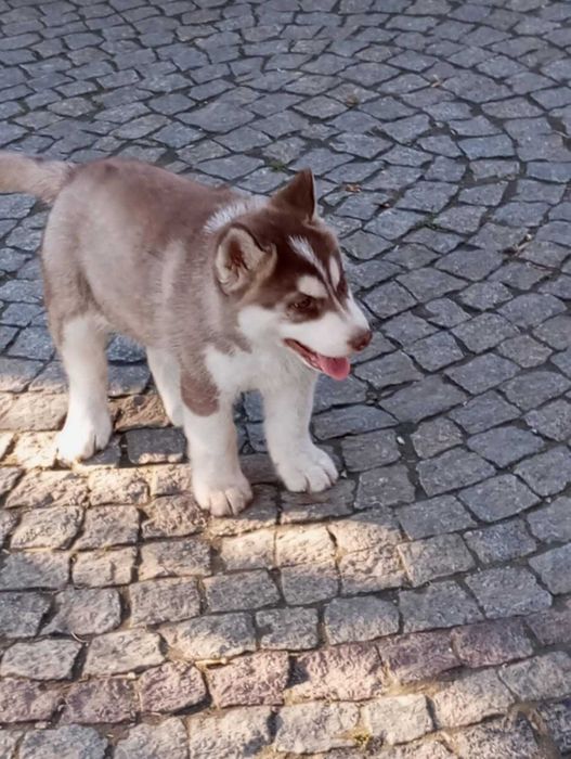 Szczeniak rasy Syberian husky z rodowodem