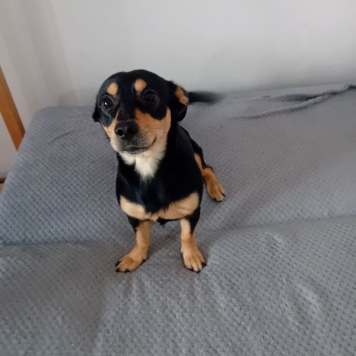 Oddam pieska w dobre rence