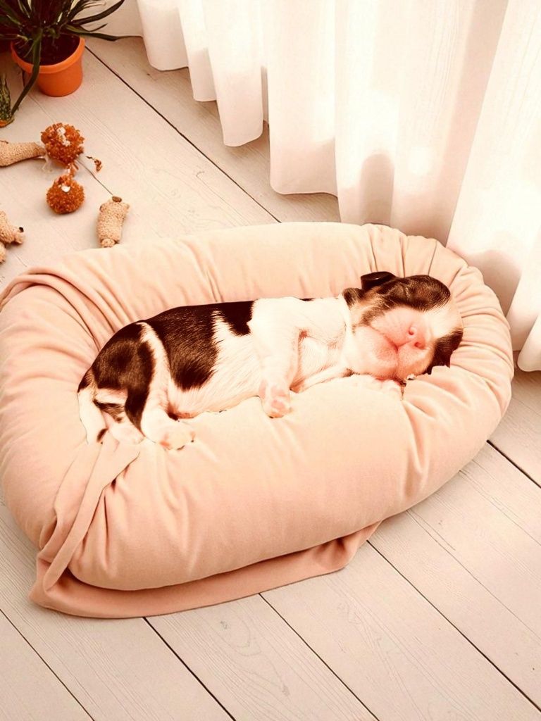 Chłopiec-Cavalier King Charles  Spaniel