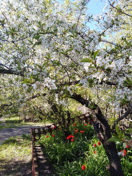 Дача та  земельна ділянка