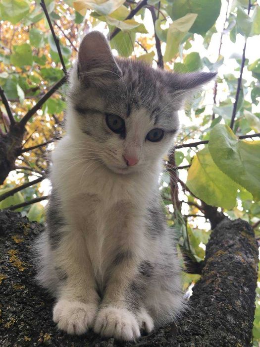Віддам дуже лагідне кошеня в добрі руки