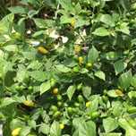 Pimenta Cumarí Amarela.