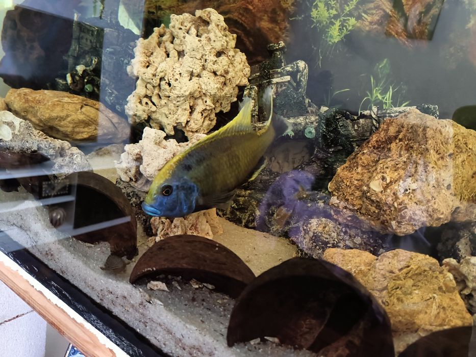 Macho Venustus ciclideo