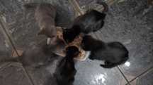 Gatinhos á procura de Familia