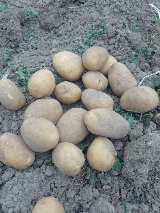 Ziemniaki Soraya  Redsonia Bellarosa