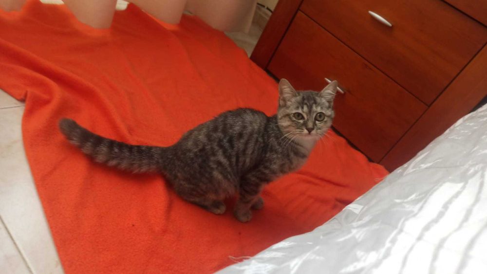 Gata bebé para adoção consciente