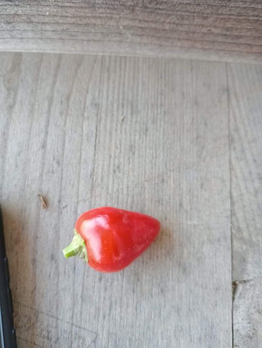 Pimenta Multicolor Boliviana