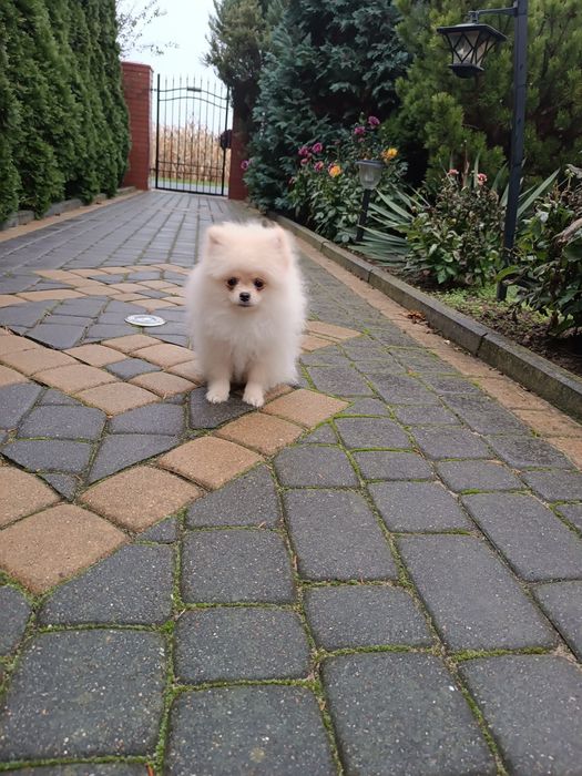 Szczeniak Szpic Pomeranian miniaturowych (chłopak)