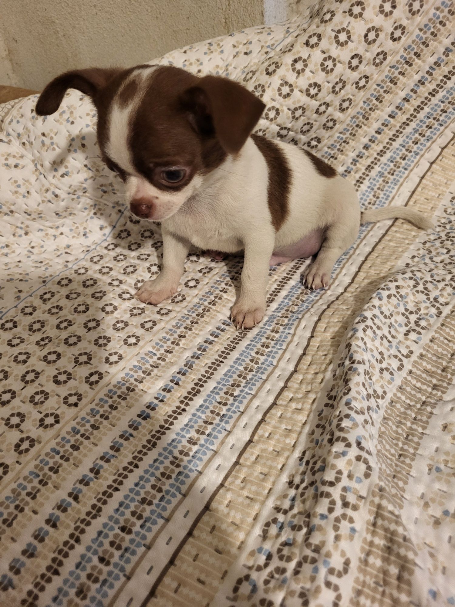 Chihuahua machinho branco e chocolate