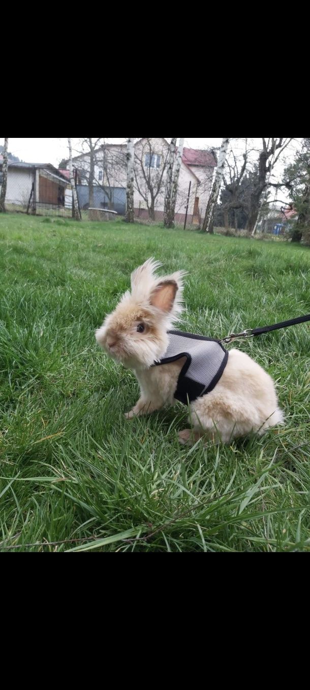 Oddam parkę królików z klatką i akcesoriami