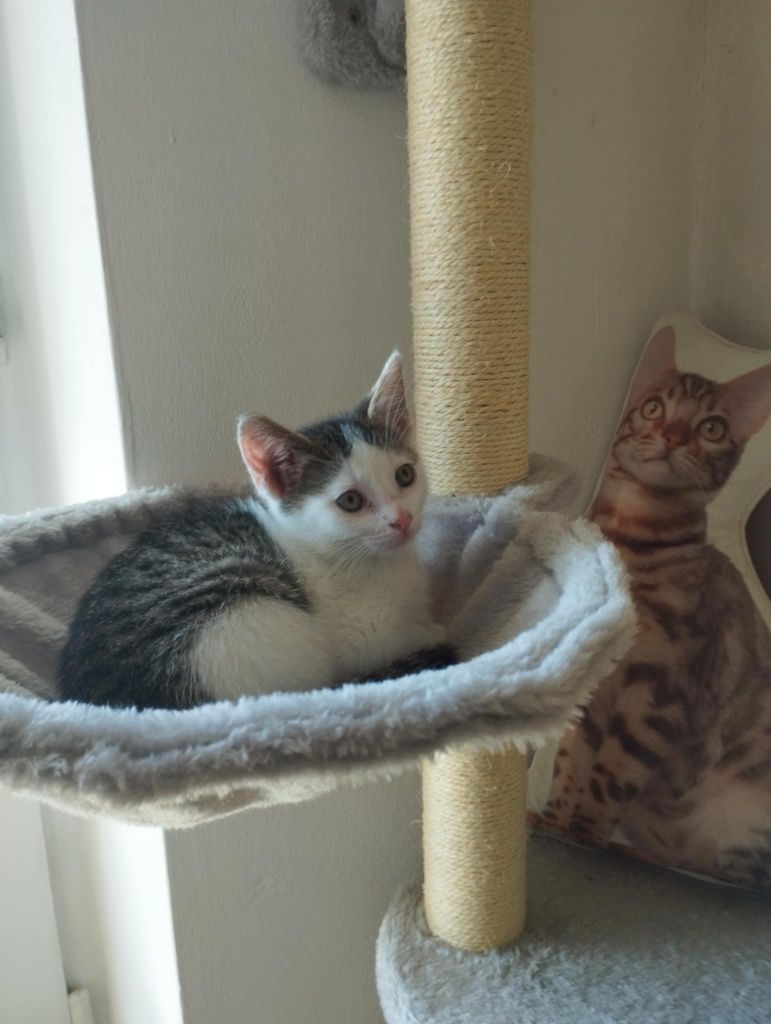 Kot kotek kocięta  do adopcji - Bobiś