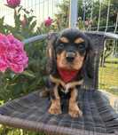 Cavalier King Charles Spaniel piesek.