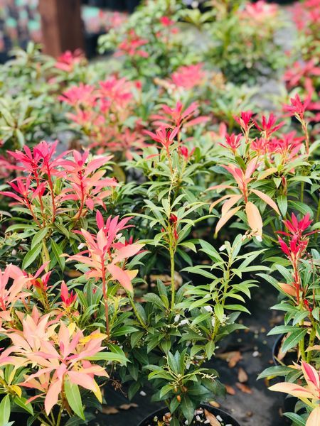 Pieris Japoński LITTLE HEATH Zimozielony Cena  35 zł