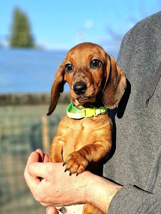 Jamnik krótkowłosy piesek