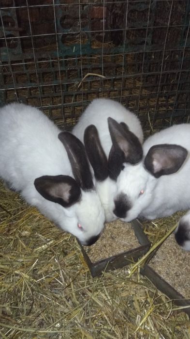 Продам молодих кролів.