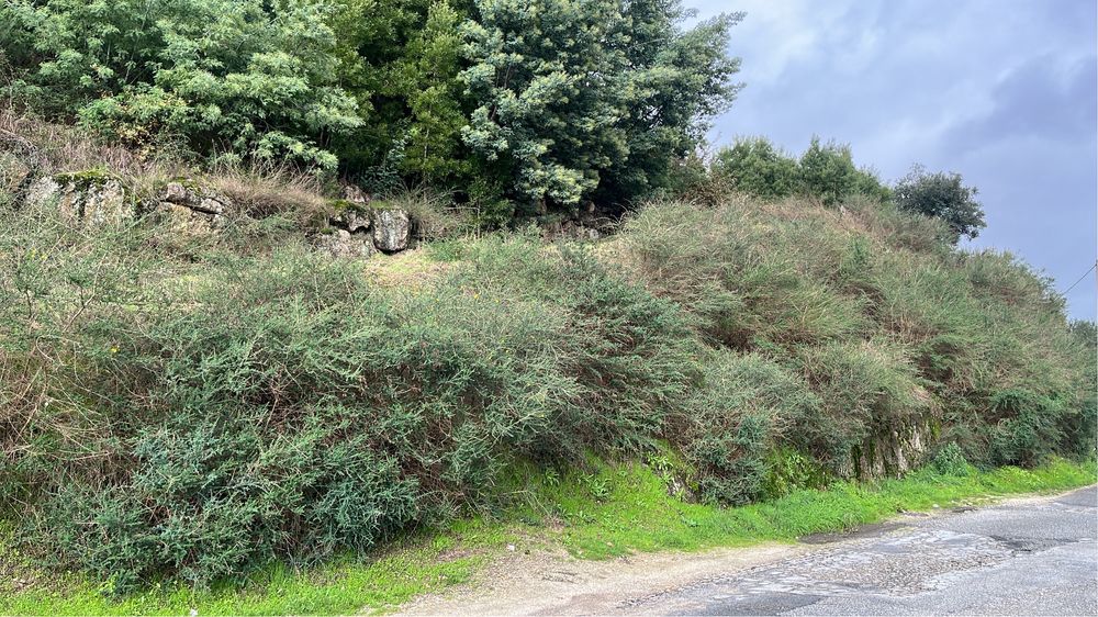 Limpezas de terrenos / desmatação e jardinagem