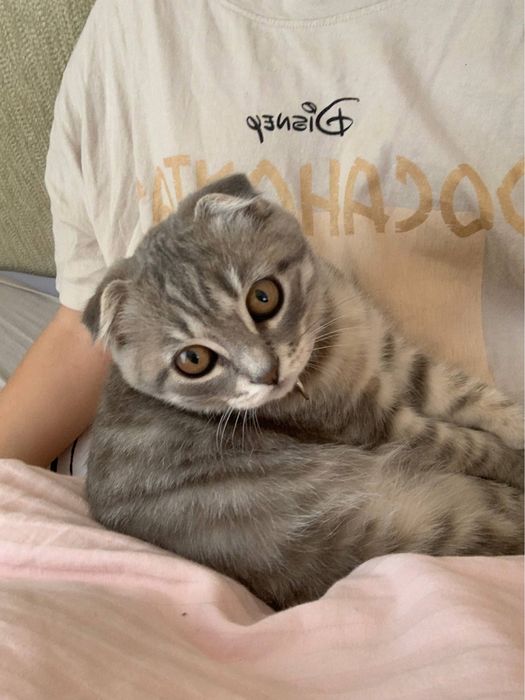 кіт весловухий, 1 рік