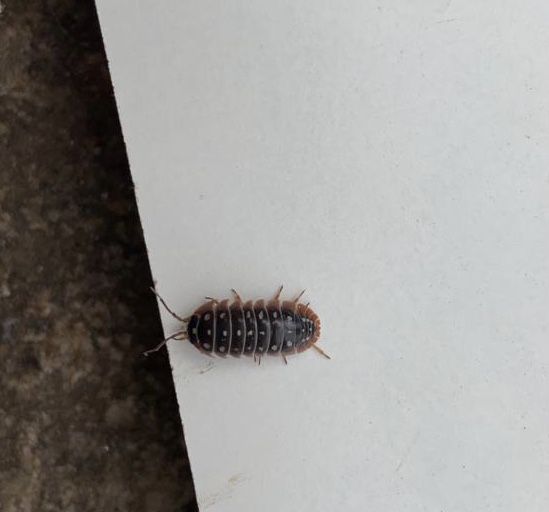 Isopods klugii montenegro