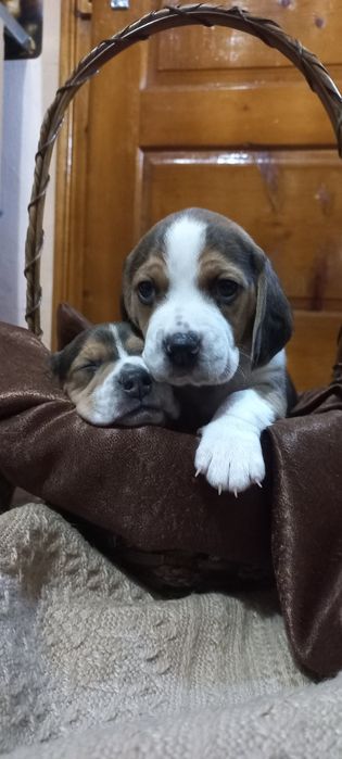 Продам маленьких цуценят бігля