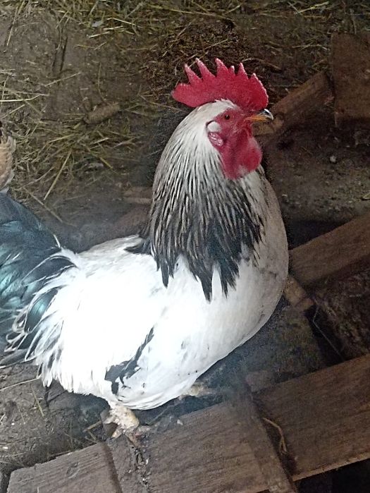 Півні, когути різних порід