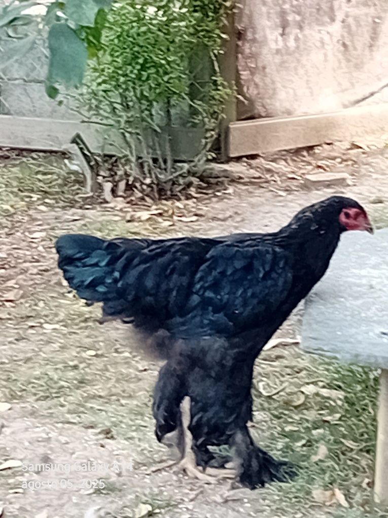 Brahmas  para mudar de capoeiro  de todas  as idades