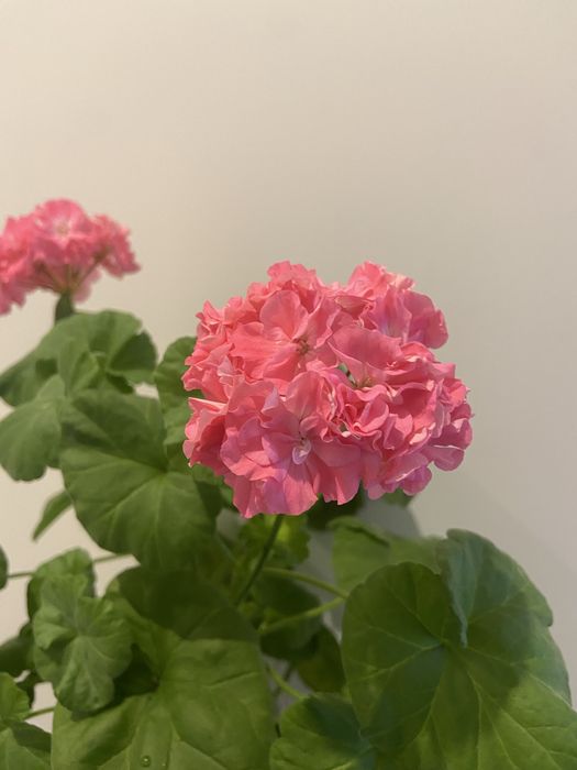 Пеларгонія  зональна, духмяна